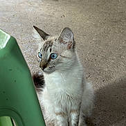 Hello Kitty is registered to the contest to win money with this photo: cat, blue_eyes, sitting, curious, feline, indoor, concrete_floor, green_chair, whiskers, ears, fur, animal, pet, alert, young_cat, side_view, domestic_cat, striped_fur, small_animal, quiet