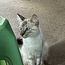 cat, blue_eyes, sitting, curious, feline, indoor, concrete_floor, green_chair, whiskers, ears, fur, animal, pet, alert, young_cat, side_view, domestic_cat, striped_fur, small_animal, quiet