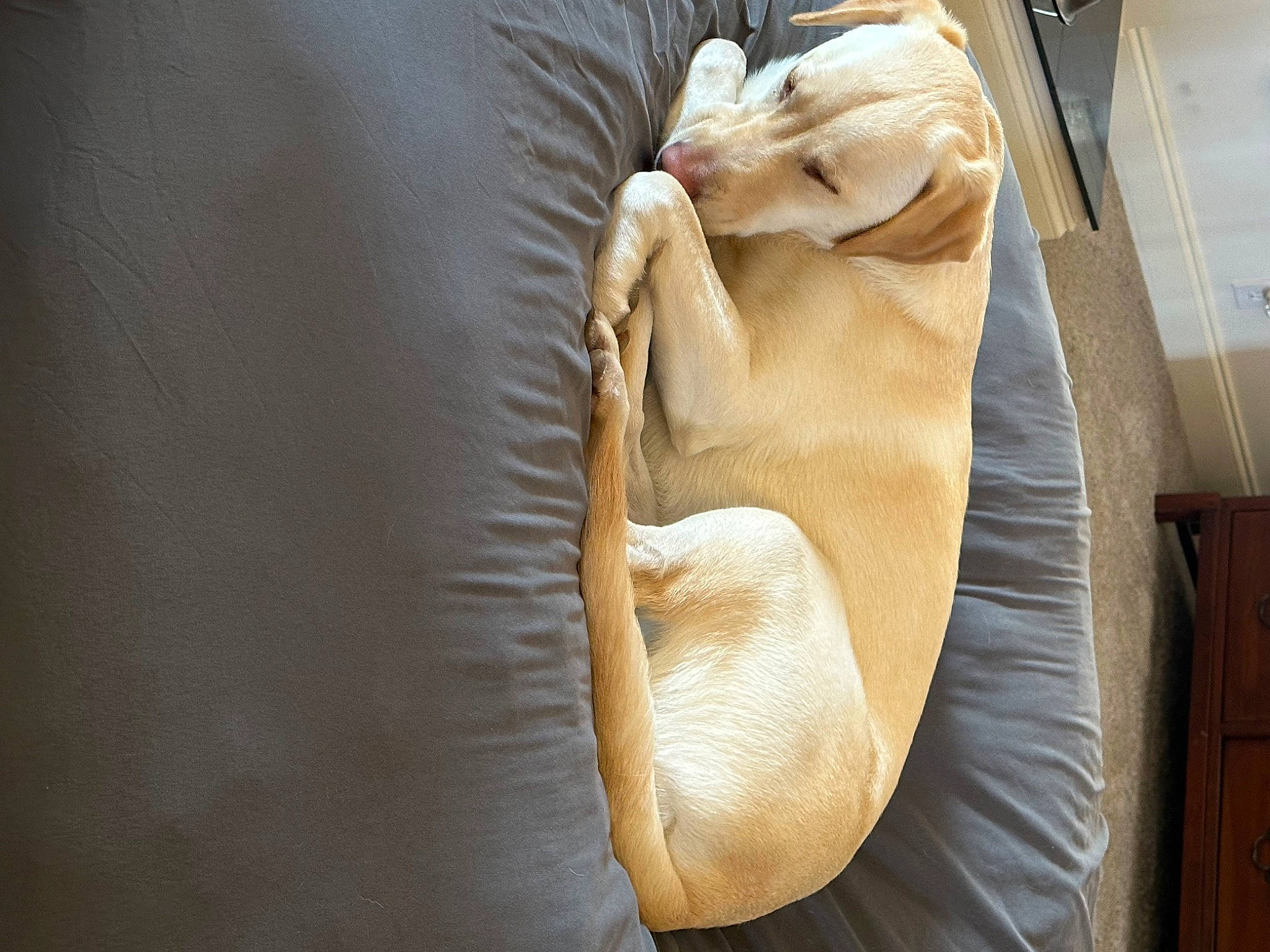 Charli is registered to the contest to win money with this photo: bed_sheet, bedding, bedroom, blanket, comfort, companion_dog, couch, duvet, felidae, flooring, fur, gesture, human_leg, knee, linens, peach, wood