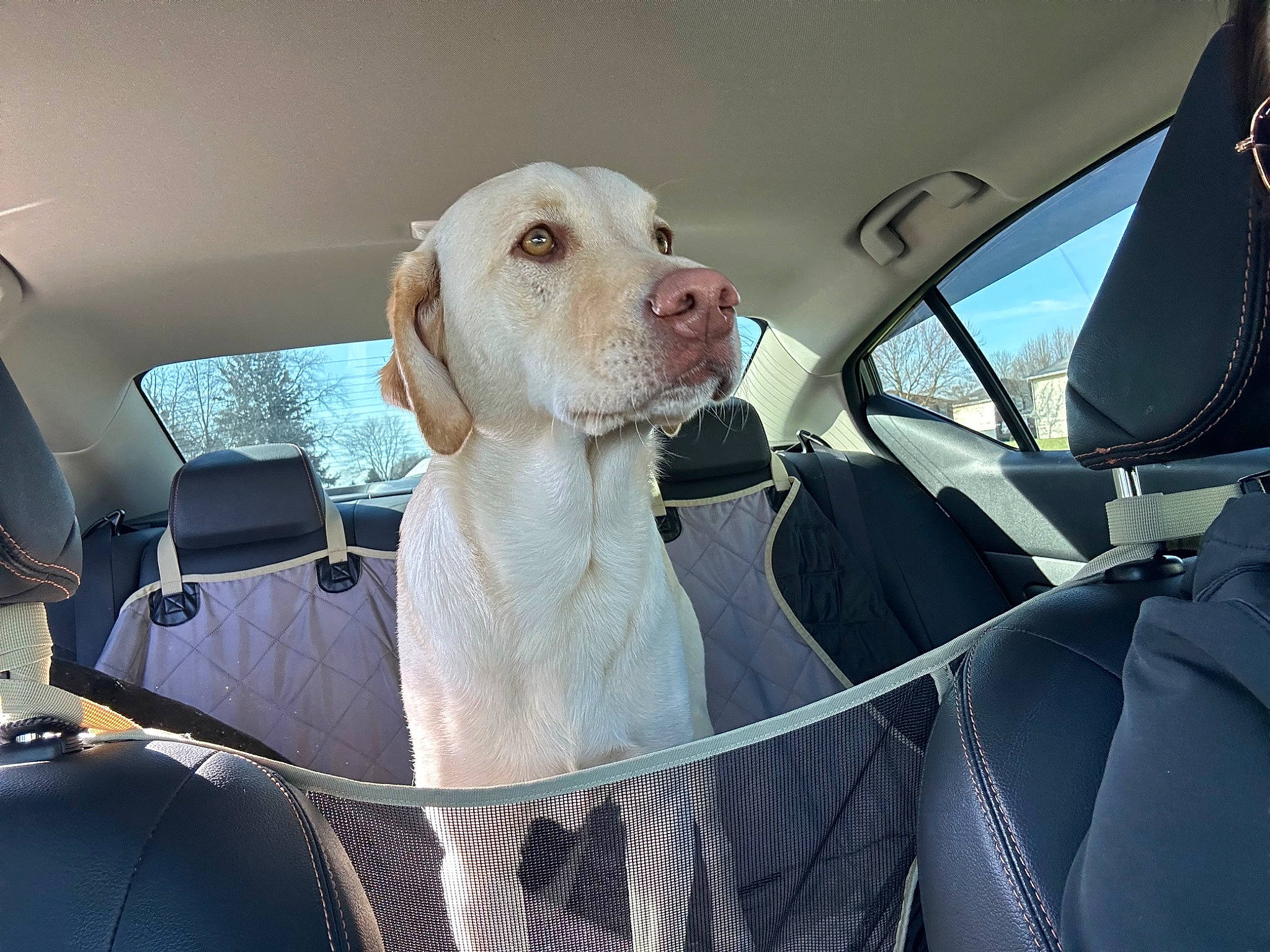 Charli joined the competition — help win amazing prizes! automotive_design, automotive_exterior, automotive_lighting, automotive_mirror, car, car_seat, car_seat_cover, carnivore, companion_dog, dog, dog_breed, hood, motor_vehicle, personal_luxury_car, rear_view_mirror, snout, steering_wheel, vehicle, vehicle_door, window