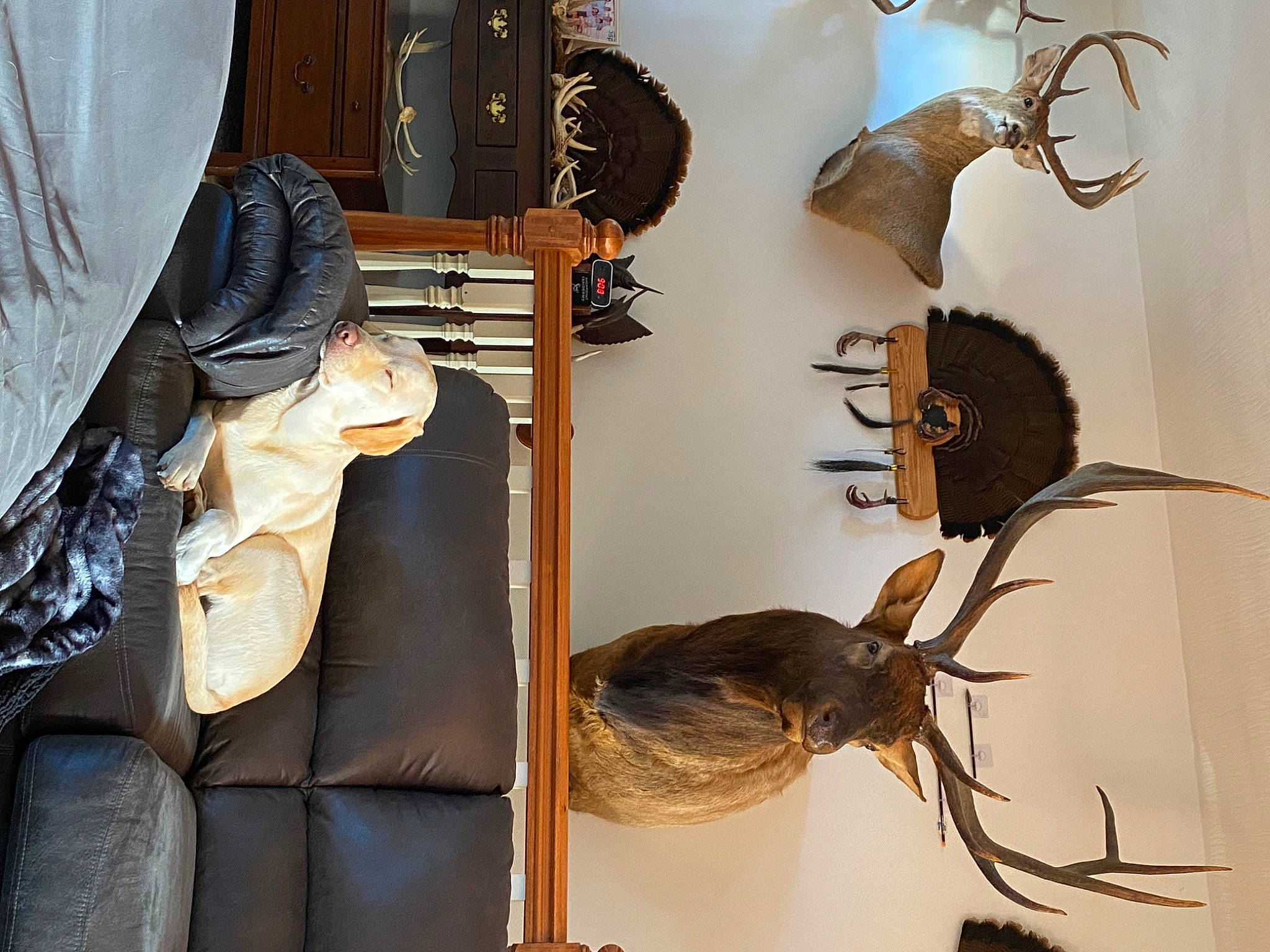 Charli joined the competition — help win amazing prizes! art, artifact, building, chair, eyewear, fashion_accessory, fashion_design, feather, fur, hat, headgear, interior_design, metal, plant, room, table, tree, twig, visual_arts, wood