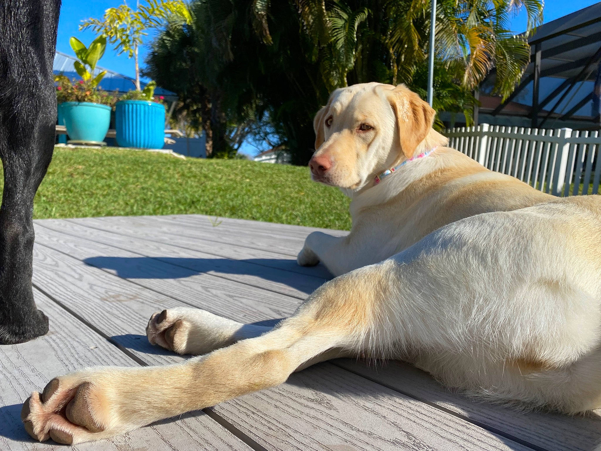 Charli joined the competition — help win amazing prizes! canidae, carnivore, comfort, companion_dog, dog, dog_breed, fawn, fence, guard_dog, gun_dog, paw, plant, sky, snout, sporting_group, tail, terrestrial_animal, tree, wood, working_animal