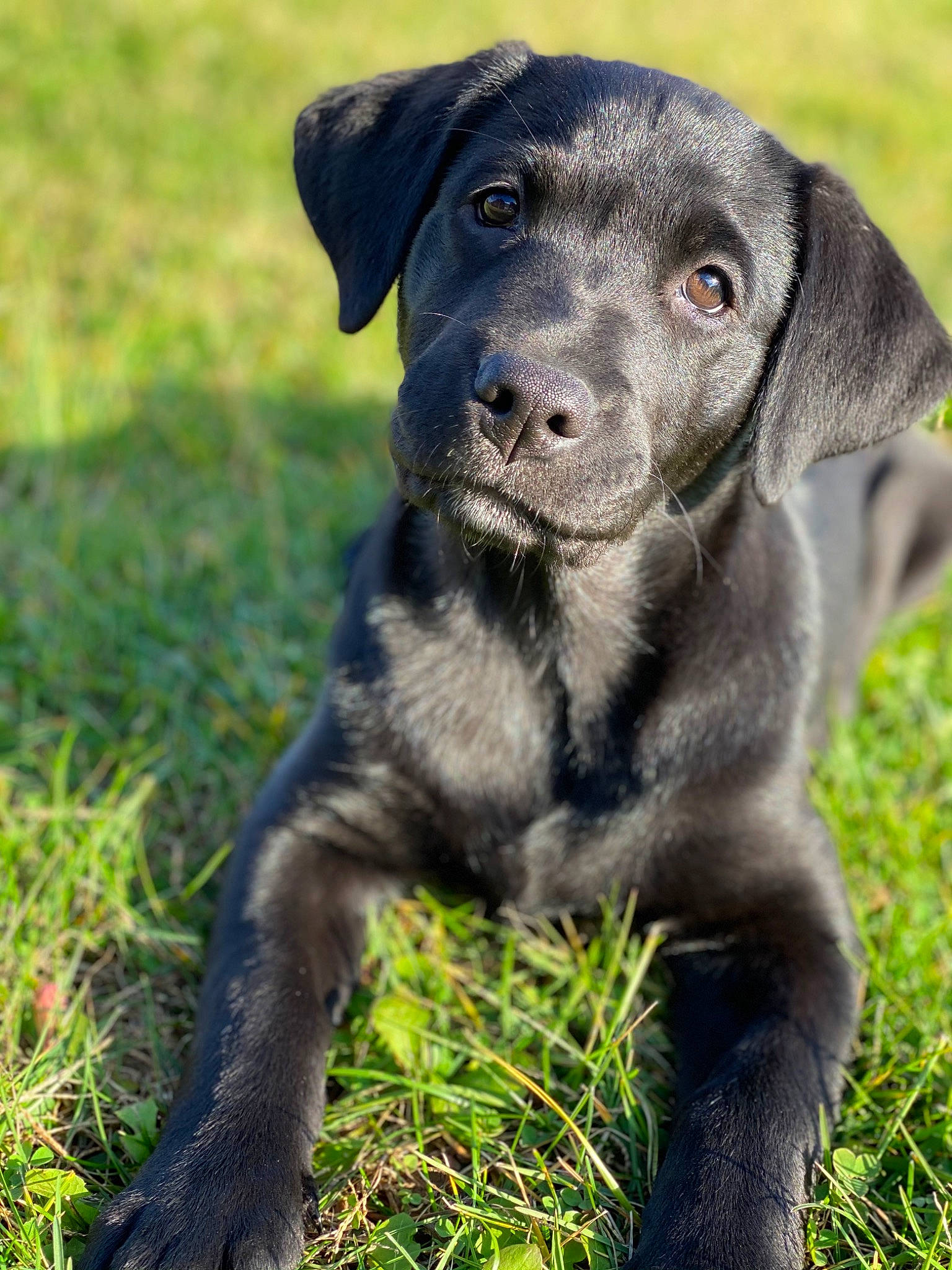 Roxie joined the competition — help win amazing prizes! borador, canidae, carnivore, collar, companion_dog, dog, dog_breed, dog_collar, grass, grassland, gun_dog, hunting_dog, plant, snout, sporting_group, terrestrial_animal, whiskers, working_animal