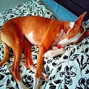 Kumay participe au concours pour gagner de l'argent avec cette photo : animal, bed, bedroom, blanket, brown, canine, comfort, cozy, dog, ears, fur, indoor, lying_down, pattern, paw, pet, relaxing, resting, sleepy, white