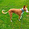 Kumay participe au concours pour gagner de l'argent avec cette photo : animal, brown, canine, collar, dog, ears, field, fur, grass, greenery, leash, nature, outdoor, park, pet, side_view, summer, tail, walking, white