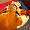Kumay participe au concours pour gagner de l'argent avec cette photo : animal, bed, blanket, brown_and_white, comfort, cozy, curled_up, dog, domestic, ears, fur, home, indoor, pet, pillow, relaxation, resting, sleep, sleeping, snout