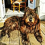 dog, terrier, pet, furry, wooden_deck, porch, sunlit, open_door, chair, cushion, tile_floor, muzzle, paws, fur, whiskers, portrait, relaxed, domestic, shadow, camera_watermark