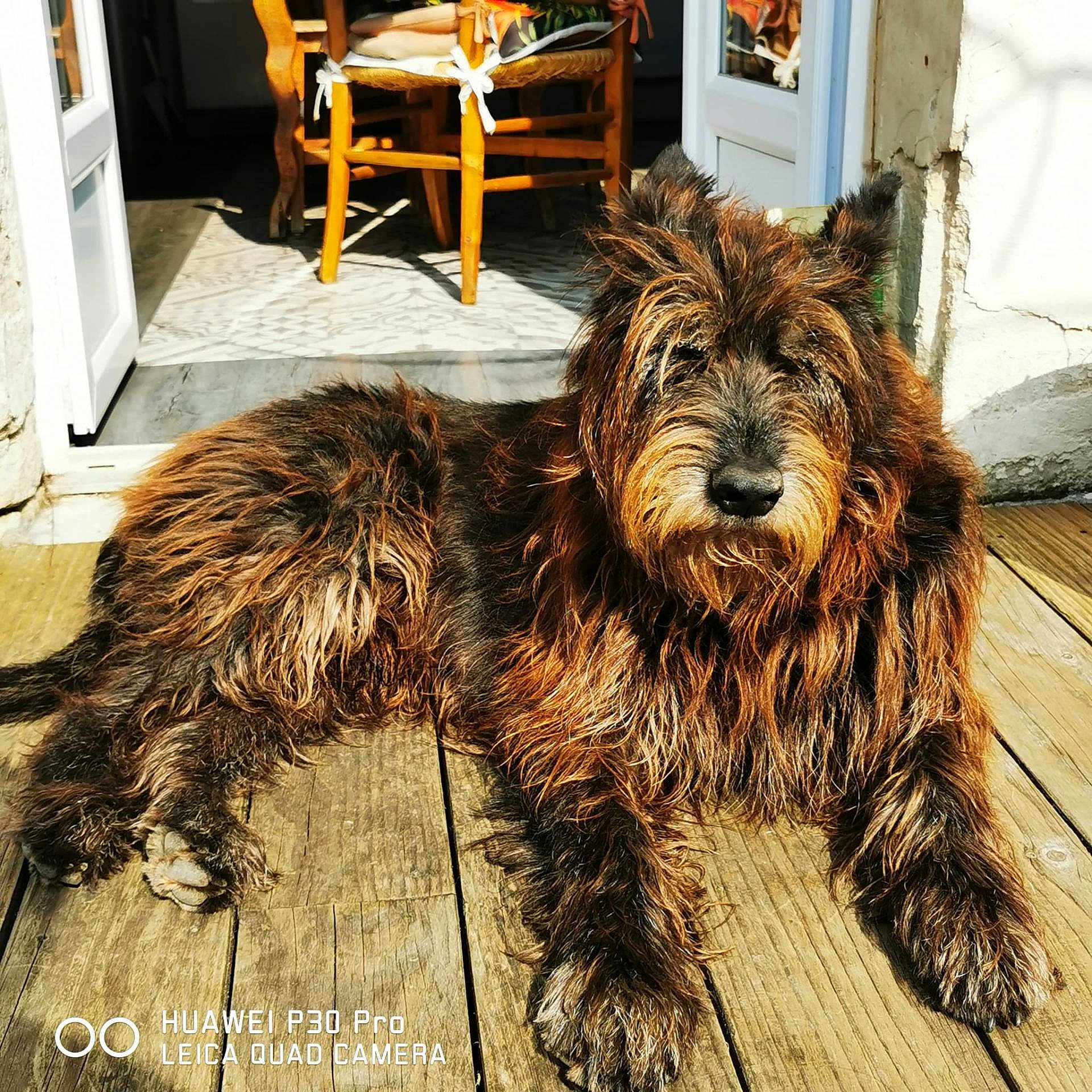 Maoppy participe au concours pour gagner de l'argent avec cette photo : dog, terrier, pet, furry, wooden_deck, porch, sunlit, open_door, chair, cushion, tile_floor, muzzle, paws, fur, whiskers, portrait, relaxed, domestic, shadow, camera_watermark