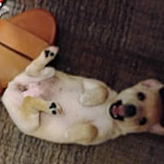 Baxter is registered to the contest to win money with this photo: puppy, dog, carpet, slipper, pet, animal, lying_down, playful, indoor, cute, fur, paw, mouth_open, small_dog, domestic_animal, floor, relaxed, happy, pet_accessory, home