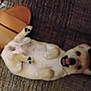 puppy, dog, carpet, slipper, pet, animal, lying_down, playful, indoor, cute, fur, paw, mouth_open, small_dog, domestic_animal, floor, relaxed, happy, pet_accessory, home