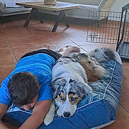 Viky participe au concours pour gagner de l'argent avec cette photo : blue_shirt, casual, coffee_table, companion, curtains, dog, dog_bed, floor, furniture, home, indoor, lamp, living_room, person, pet, relaxing, resting, sofa, tile_floor, window