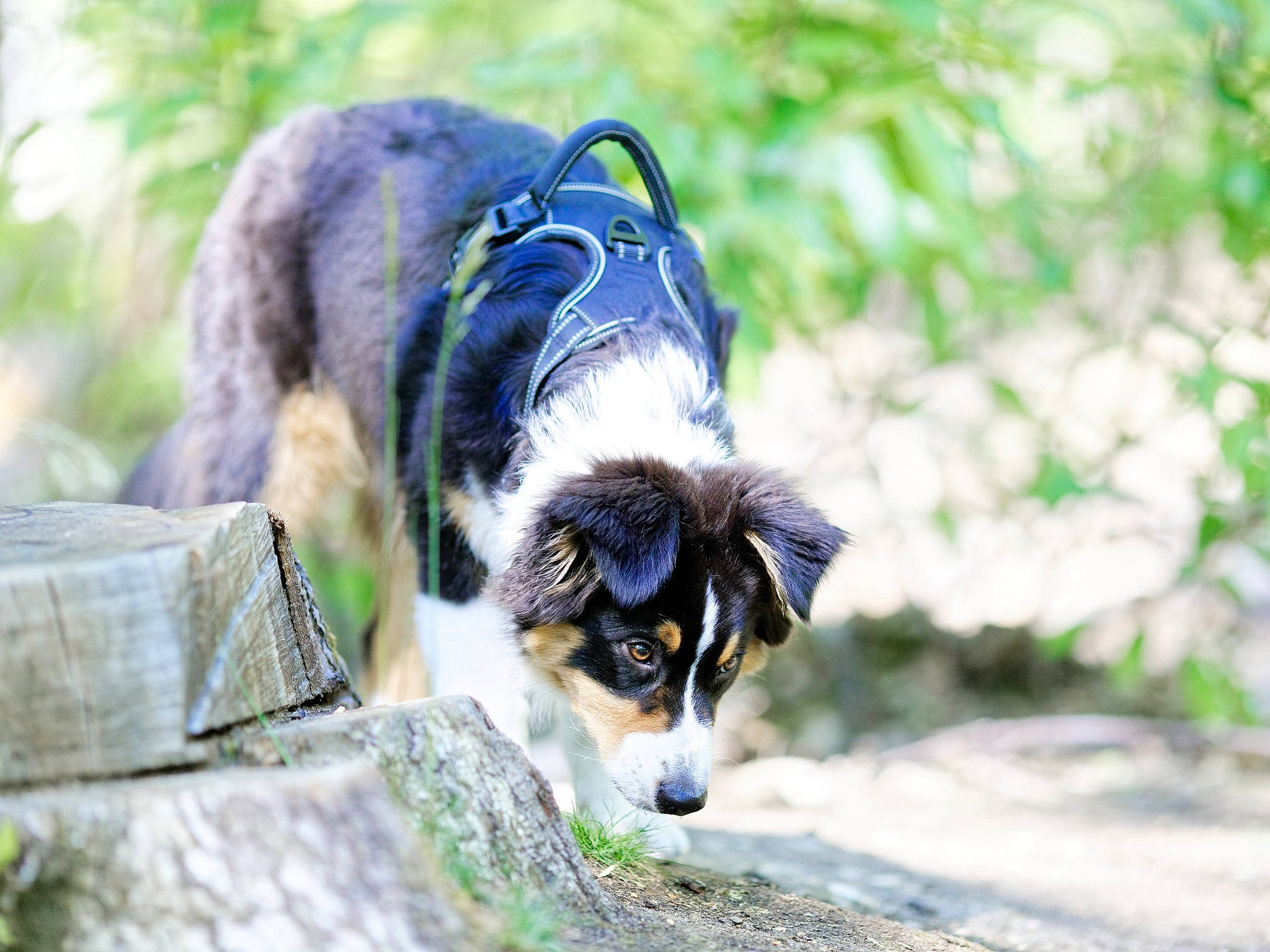 River participe au concours pour gagner de l'argent avec cette photo : art, canidae, carnivore, companion_dog, dog, dog_breed, electric_blue, grass, herding_dog, leaf, nature, plant, sporting_group, spring, tail, terrestrial_animal, toy_dog, tree, whiskers, working_animal