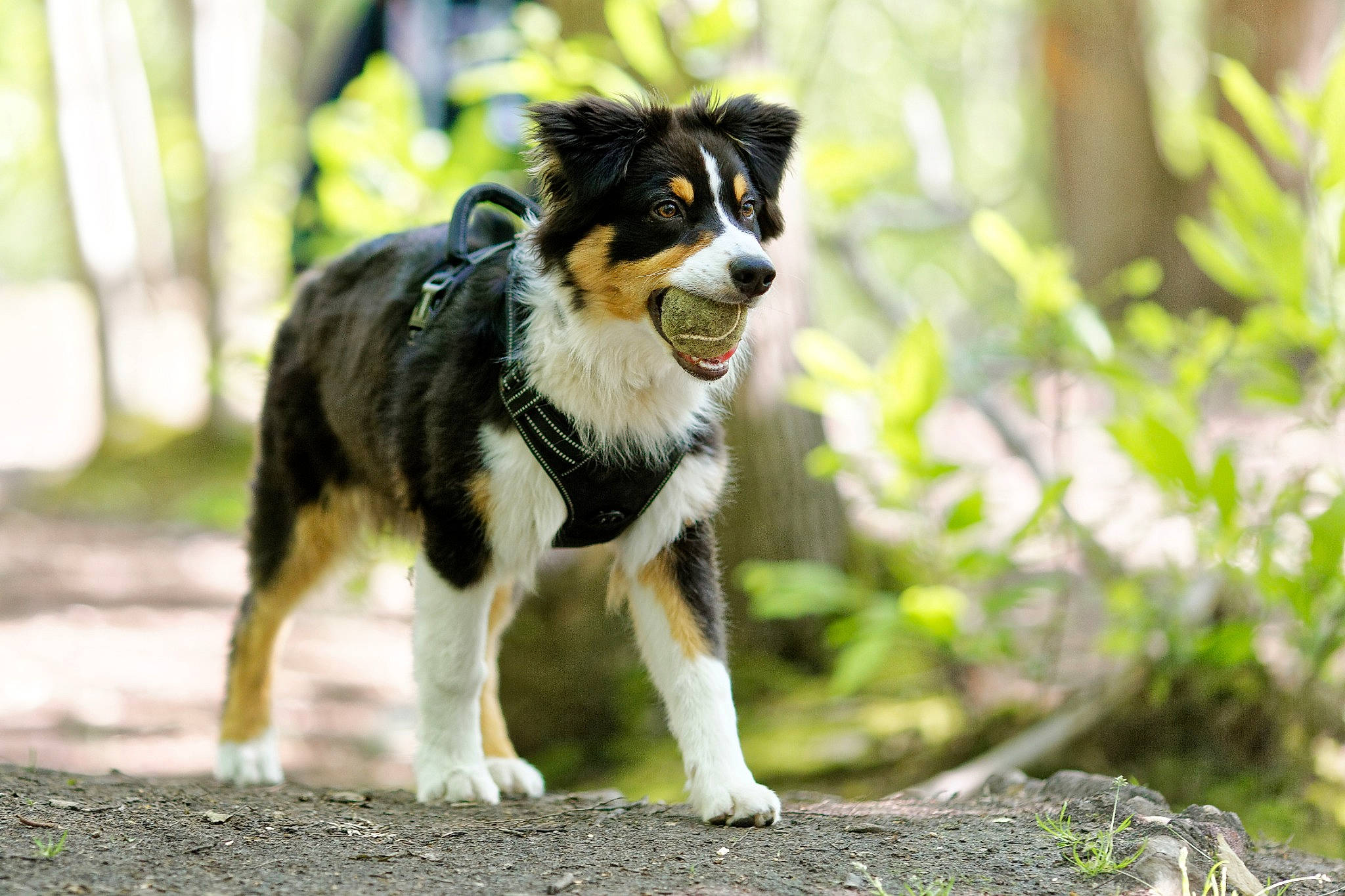River participe au concours pour gagner de l'argent avec cette photo : ancient_dog_breeds, art, border_collie, canidae, carnivore, collie, companion_dog, dog, dog_breed, grass, herding_dog, plant, puppy, snout, sporting_group, tail, terrestrial_animal, tree, working_animal, working_dog