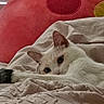 animal, bed, blanket, cat, comfort, cozy, cute, domestic, ears, feline, fur, indoor, paw, pet, red_cushion, relaxing, resting, snuggling, soft_texture, white_cat
