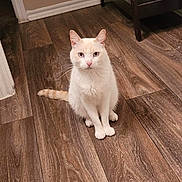 Bombon joined the competition — help win amazing prizes! animal, cat, cozy, curious, domestic_cat, ears_up, feline, flooring, furniture, home, indoor, looking_at_camera, orange_markings, pet, short_hair, sitting, tail, whiskers, white_cat, wooden_floor