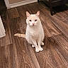 animal, cat, cozy, curious, domestic_cat, ears_up, feline, flooring, furniture, home, indoor, looking_at_camera, orange_markings, pet, short_hair, sitting, tail, whiskers, white_cat, wooden_floor