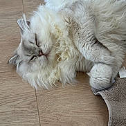 Snow participe au concours pour gagner de l'argent avec cette photo : adorable, animal, cat, cozy, cute, domestic_cat, floor, fluffy, fur, indoor, paw, peaceful, pet, relaxed, resting, sleeping, soft, towel, whiskers, wooden_floor