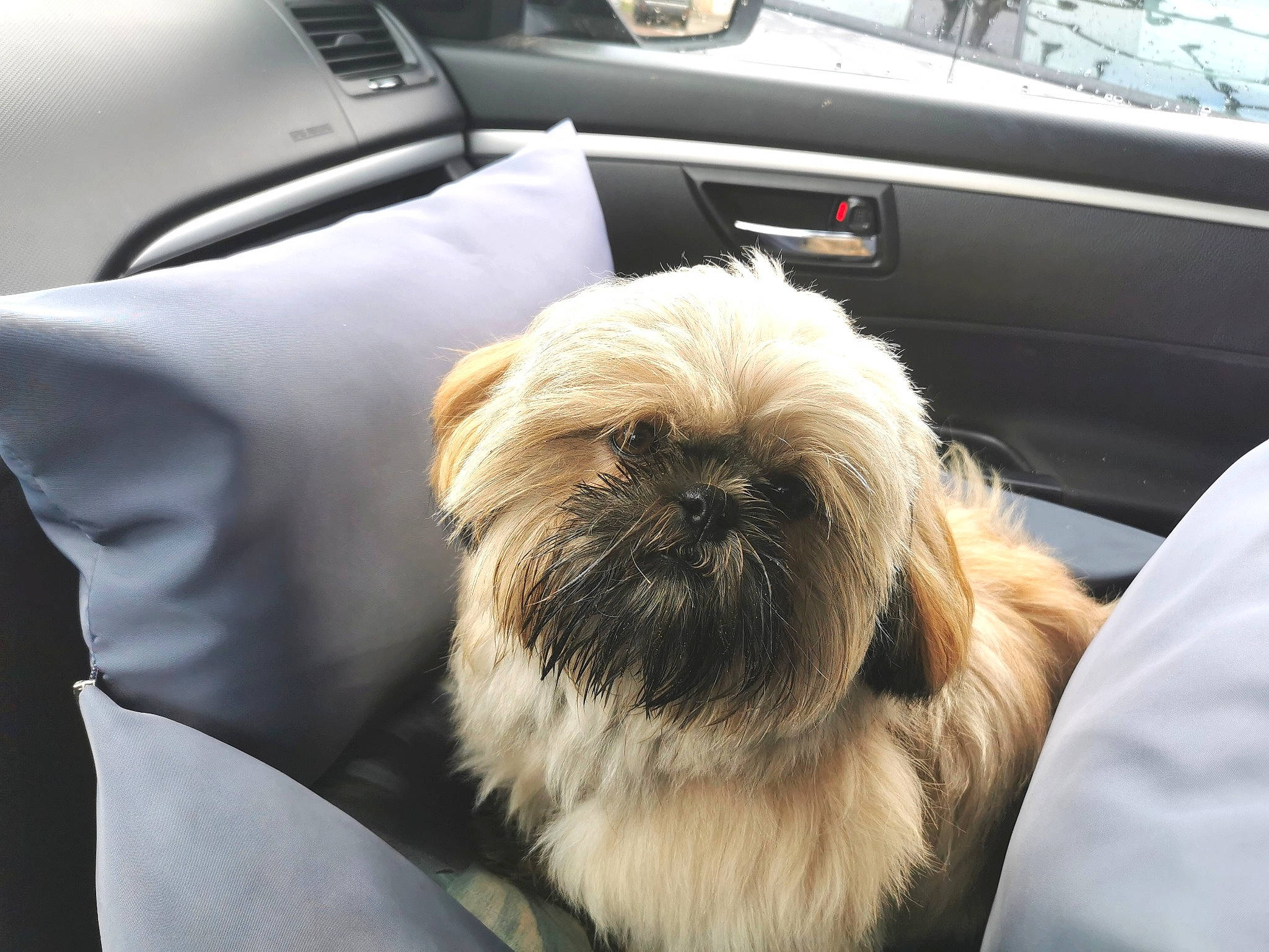 Tino a rejoint le concours — aidez-le/la à gagner de superbes lots ! auto_part, automotive_design, automotive_exterior, carnivore, comfort, companion_dog, dog, dog_breed, family_car, fawn, fur, liver, luxury_vehicle, mid_size_car, motor_vehicle, personal_luxury_car, shih_tzu, snout, toy_dog, vehicle_door