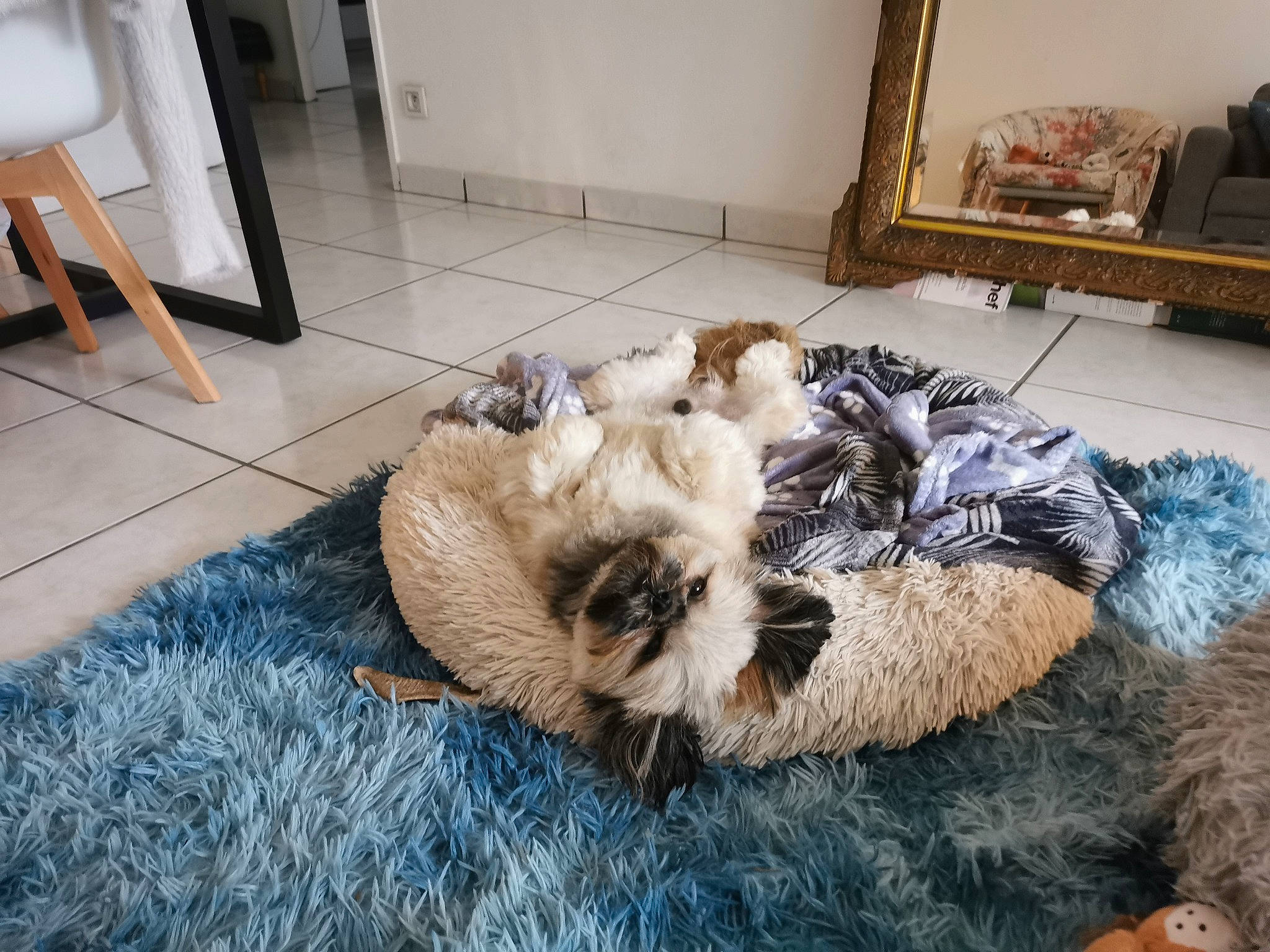 Tino a rejoint le concours — aidez-le/la à gagner de superbes lots ! carnivore, comfort, companion_dog, couch, dog, dog_bed, dog_breed, fawn, felidae, flooring, fur, picture_frame, room, small_to_medium_sized_cats, sporting_group, tail, terrier, toy, toy_dog, whiskers