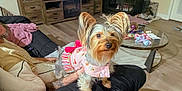 Boshj Bear is registered to the contest to win money with this photo: animated_movie, blanket, coffee_table, cute, dog, dog_clothing, dog_crate, flooring, furniture, indoor, lap, living_room, person, pet, pink_dress, small_dog, sofa, tattoo, television, yorkshire_terrier