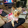 animated_movie, blanket, coffee_table, cute, dog, dog_clothing, dog_crate, flooring, furniture, indoor, lap, living_room, person, pet, pink_dress, small_dog, sofa, tattoo, television, yorkshire_terrier