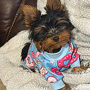 Little Man joined the competition — help win amazing prizes! blanket, couch, cozy, cute, dog, ears, eyes, fur, indoor, nose, pattern, paws, pet, portrait, puppy, small_dog, sofa, sweater, texture, yorkshire_terrier