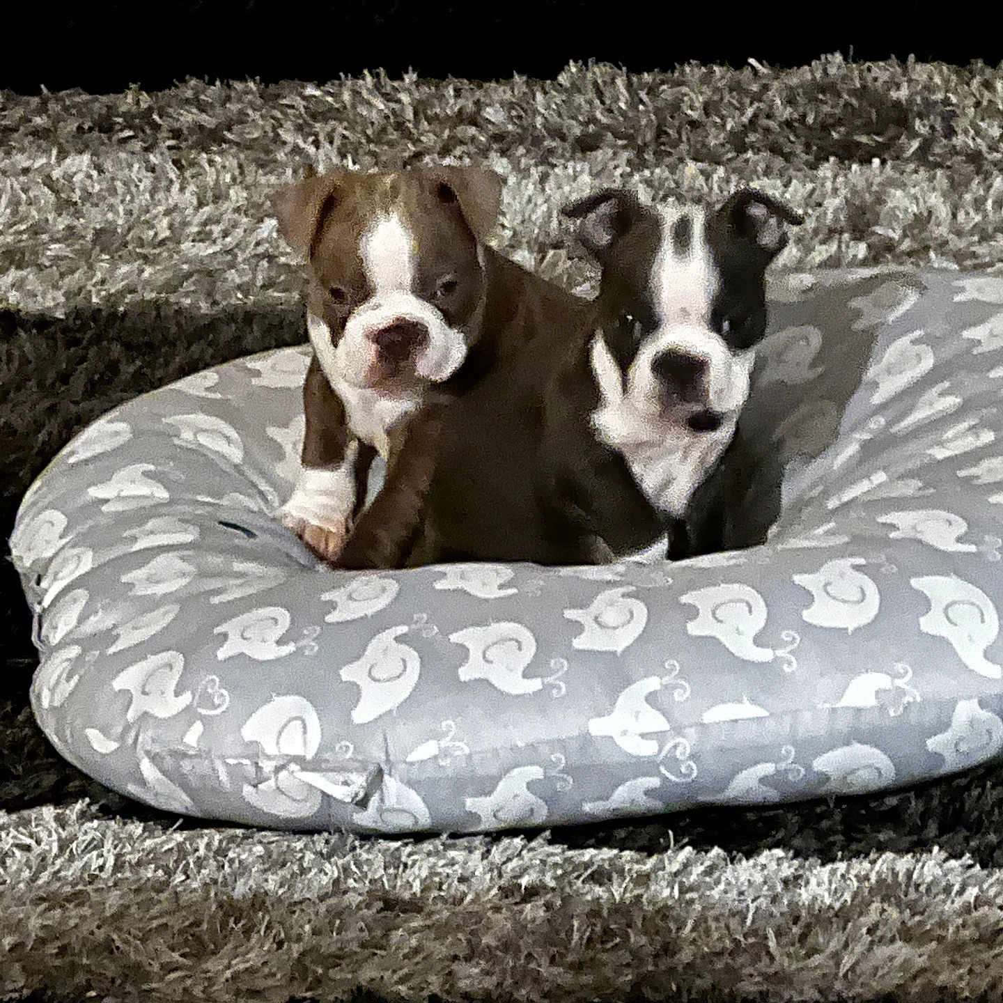 Ace And Blu Puckett