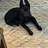 Rocky is registered to the contest to win money with this photo: dog, puppy, black_dog, lying_down, indoors, living_room, rug, carpet, hardwood_floor, large_ears, pointed_ears, collar, pet, animal, portrait, front_view, relaxed, alert, home, furniture