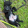 dog, black_dog, lying_down, belly_up, sleeping, relaxed, grass, outdoors, leash, harness, pet, animal, fur, paws, tail, greenery, gravel, shoes, hiking, playful