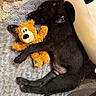 Rocky is registered to the contest to win money with this photo: dog, puppy, black_dog, sleeping, cuddling, plush_toy, monkey_toy, toy, blanket, gray_blanket, pillow, indoor, cozy, pet, collar, lying_down, relaxed, home, cute, photography