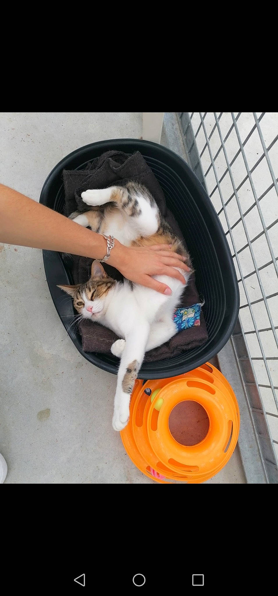 Mitzie a rejoint le concours — aidez-le/la à gagner de superbes lots ! automotive_tire, carnivore, cat, cat_supply, circle, clothes_dryer, comfort, companion_dog, felidae, fur, home_appliance, laundry_supply, pet_supply, plumbing, plumbing_fixture, small_to_medium_sized_cats, tail, toilet, toilet_seat, whiskers