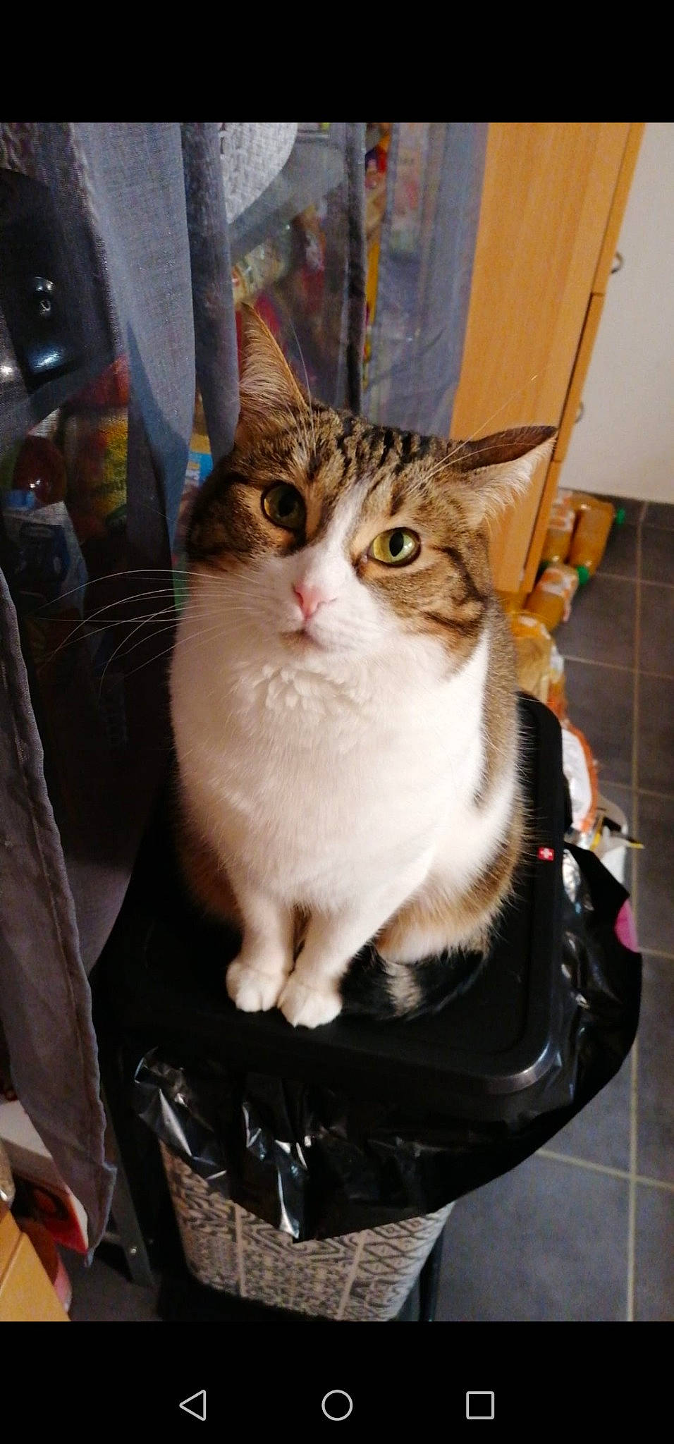 Mitzie participe au concours pour gagner de l'argent avec cette photo : bag, box, carnivore, cat, collar, comfort, domestic_short_haired_cat, eye, fawn, felidae, fur, luggage_and_bags, paw, sitting, small_to_medium_sized_cats, snout, tail, whiskers, window