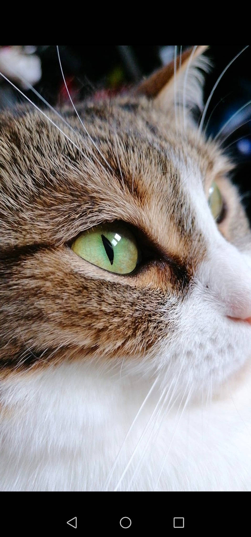 Mitzie participe au concours pour gagner de l'argent avec cette photo : carnivore, cat, close_up, curious, domestic_short_haired_cat, ear, felidae, fur, head, macro_photography, natural_material, small_to_medium_sized_cats, snout, terrestrial_animal, whiskers, wildlife