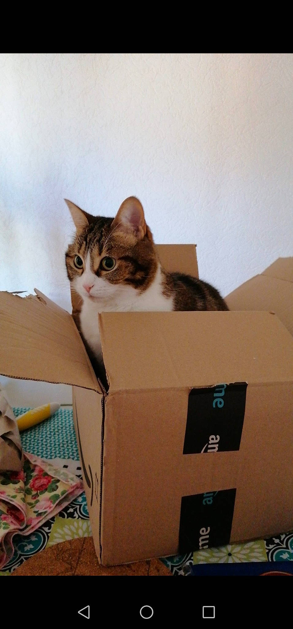 Mitzie participe au concours pour gagner de l'argent avec cette photo : box, brown, cardboard, carton, cat, domestic_short_haired_cat, felidae, fur, package_delivery, packaging_and_labeling, packing_materials, paper, paper_product, room, shipping_box, small_to_medium_sized_cats, whiskers, wood