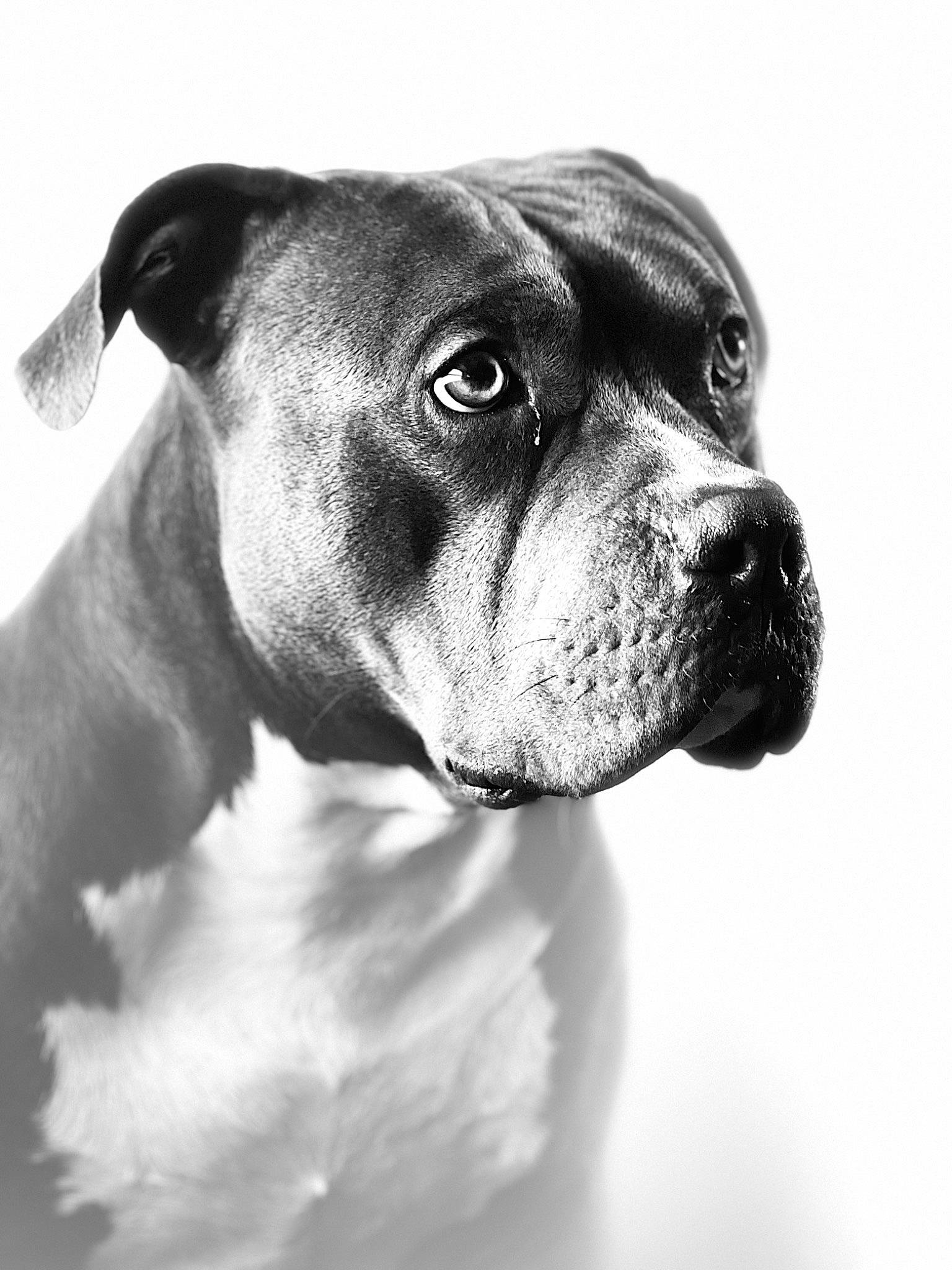 Klaus joined the competition — help win amazing prizes! canidae, carnivore, collar, companion_dog, dog, dog_breed, dog_collar, ear, fawn, fur, guard_dog, head, molosser, monochrome_photography, pet_supply, snout, sporting_group, whiskers, working_animal, working_dog