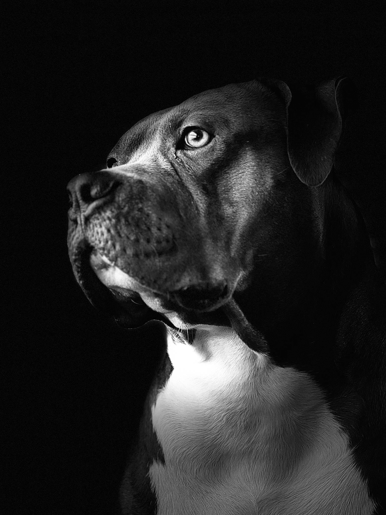 Klaus joined the competition — help win amazing prizes! canidae, carnivore, collar, companion_dog, darkness, dog, dog_breed, dog_collar, ear, fur, great_dane, gun_dog, hunting_dog, monochrome, monochrome_photography, non_sporting_group, snout, sporting_group, whiskers, working_animal