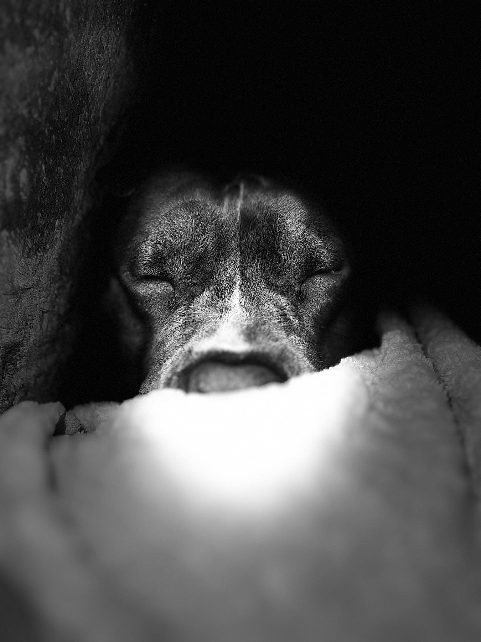 Klaus is registered to the contest to win money with this photo: beard, chest, comfort, darkness, eyelash, facial_hair, flash_photography, fur, gesture, grey, jaw, lip, macro_photography, monochrome, monochrome_photography, neck, nose, snout, whiskers, wrinkle