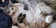 Oz. a rejoint le concours — aidez-le/la à gagner de superbes lots ! cartoon_characters, cat, couch, cozy, cute, domestic_animal, feline, fluffy, gray_fur, indoor, leather, paw, pet, pillow, relaxed, sleepy, soft, tan_fur, whiskers, white_fur
