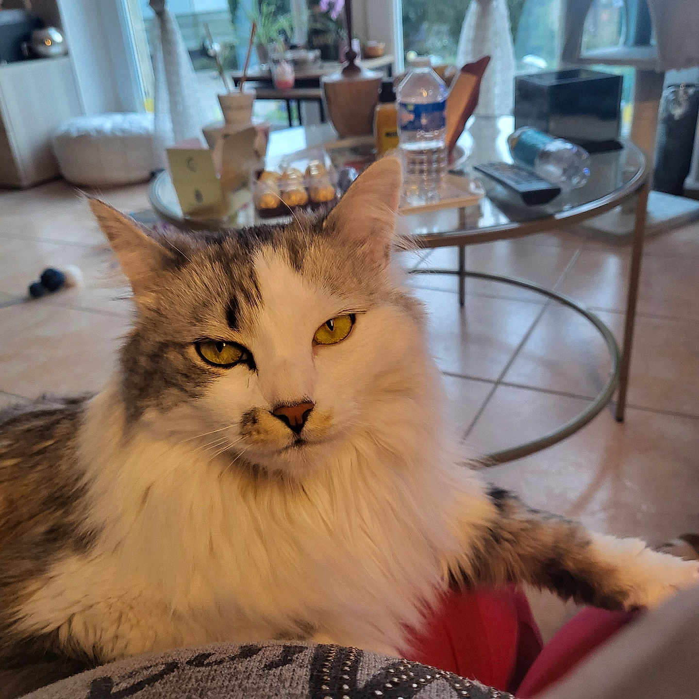 Oz. participe au concours pour gagner de l'argent avec cette photo : bottle, cat, couch, cozy, domestic_animal, feline, fluffy, fur, furniture, home, indoor, living_room, looking_at_camera, pet, relaxed, table, tile_floor, whiskers, window, yellow_eyes