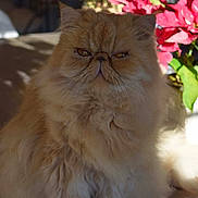 Easy a rejoint le concours — aidez-le/la à gagner de superbes lots ! cat, persian_cat, fluffy, orange_cat, feline, pet, indoor, sunlight, flowers, plant, wooden_surface, closeup, face, fur, whiskers, eyes, portrait, sitting, cute, animal