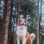 Oly participe au concours pour gagner de l'argent avec cette photo : dog, forest, trees, moss, leaves, nature, outdoor, happy, tongue_out, fluffy, standing, canine, woodland, animal, brown_and_white, tail, grass, tree_trunk, daylight, scenery