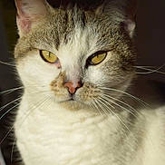 Lola a rejoint le concours — aidez-le/la à gagner de superbes lots ! cat, close_up, yellow_eyes, tabby, white_fur, whiskers, pet, animal, feline, portrait, indoor, sunlight, focused, cute, domestic_cat, fur, face, ears, nose, animal_portrait