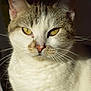cat, close_up, yellow_eyes, tabby, white_fur, whiskers, pet, animal, feline, portrait, indoor, sunlight, focused, cute, domestic_cat, fur, face, ears, nose, animal_portrait