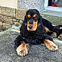 animal, canine, cockerspaniel, dog, flagstone, hound, papillon, path, pet, puppy, slate, terrier, walkway