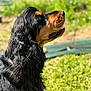 animal, canine, cockerspaniel, dog, grass, hound, papillon, pet, plant, puppy, terrier