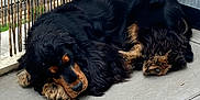 Unna a rejoint le concours — aidez-le/la à gagner de superbes lots ! animal, backyard, canine, cat, cockerspaniel, dog, fence, grass, hound, nature, outdoors, path, pet, plant, puppy, sidewalk, slate, tree, walkway, yard