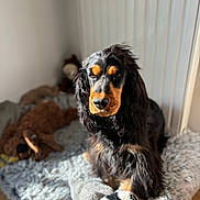 Unna a rejoint le concours — aidez-le/la à gagner de superbes lots ! animal, blanket, canine, cat, cockerspaniel, couch, dog, dogbed, furniture, hardwood, homedecor, hound, papillon, pet, plush, poodle, puppy, terrier, toy, wood