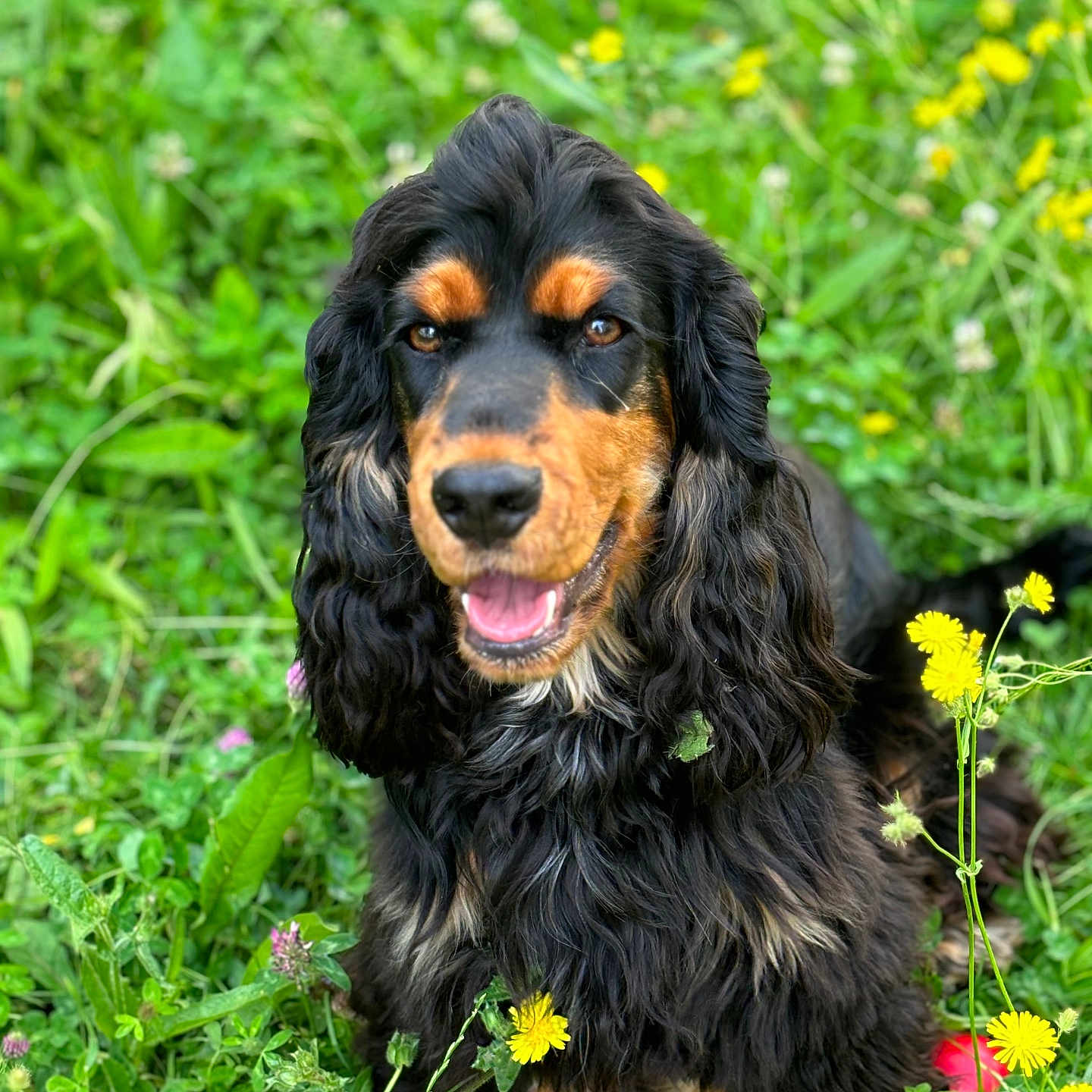 Unna participe au concours pour gagner de l'argent avec cette photo : animal, canine, cockerspaniel, daisy, dog, field, flower, geranium, grass, grassland, green, herbal, herbs, lawn, nature, outdoors, pet, plant, puppy, vegetation