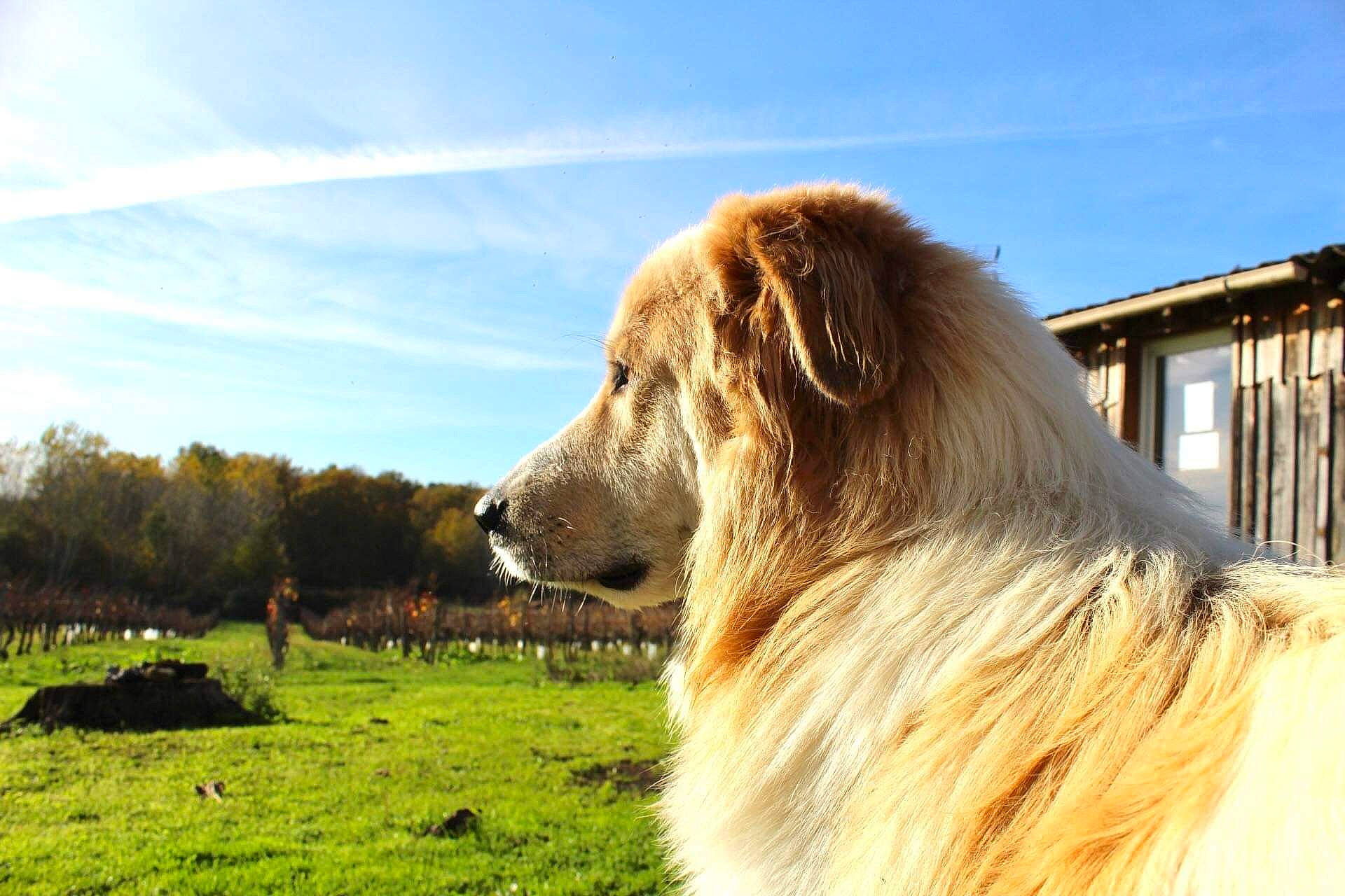 Aska participe au concours pour gagner de l'argent avec cette photo : canidae, carnivore, cloud, companion_dog, dog, dog_breed, fawn, fur, giant_dog_breed, herding_dog, mammal, plant, sky, snout, sporting_group, terrestrial_animal, tree, wildlife, working_animal, working_dog