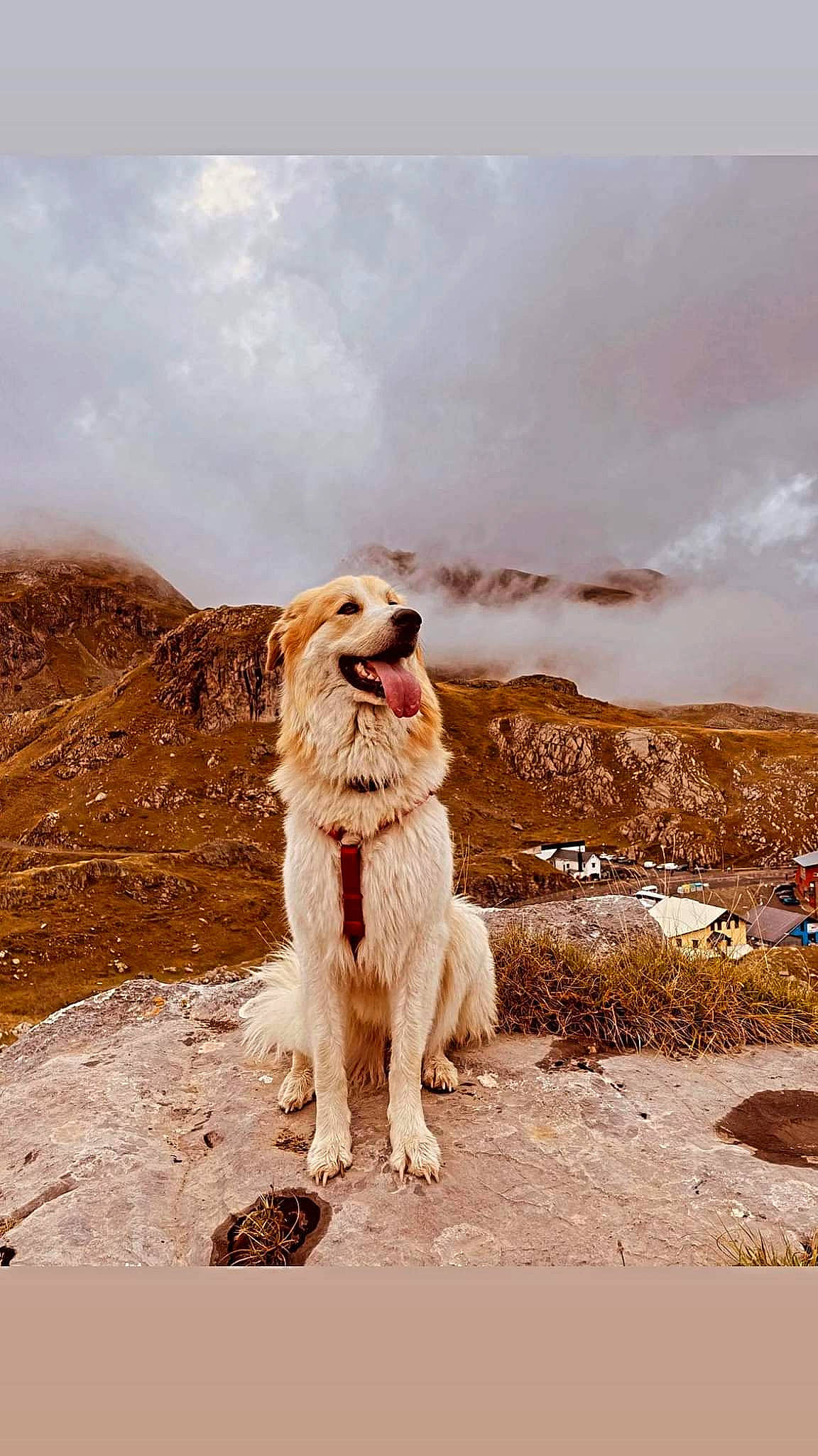 Aska participe au concours pour gagner de l'argent avec cette photo : canidae, carnivore, cloud, companion_dog, dog, dog_breed, fawn, fur, golden_retriever, gun_dog, happy, landscape, ocean, people_in_nature, retriever, sky, sporting_group, walking, winter, working_dog